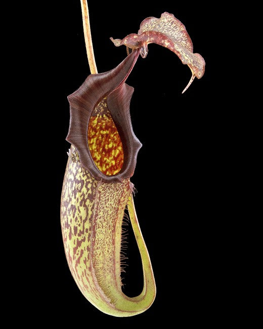 Nepenthes maxima 'Lumut' Potted