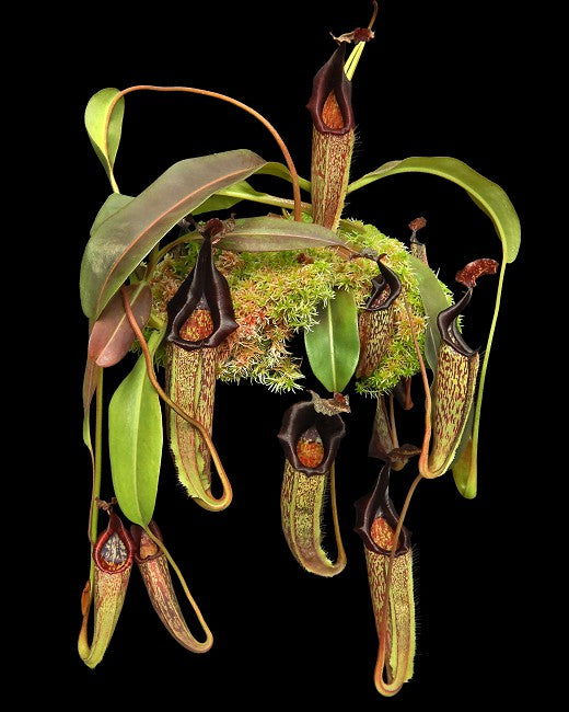 Nepenthes maxima 'Lumut' Potted