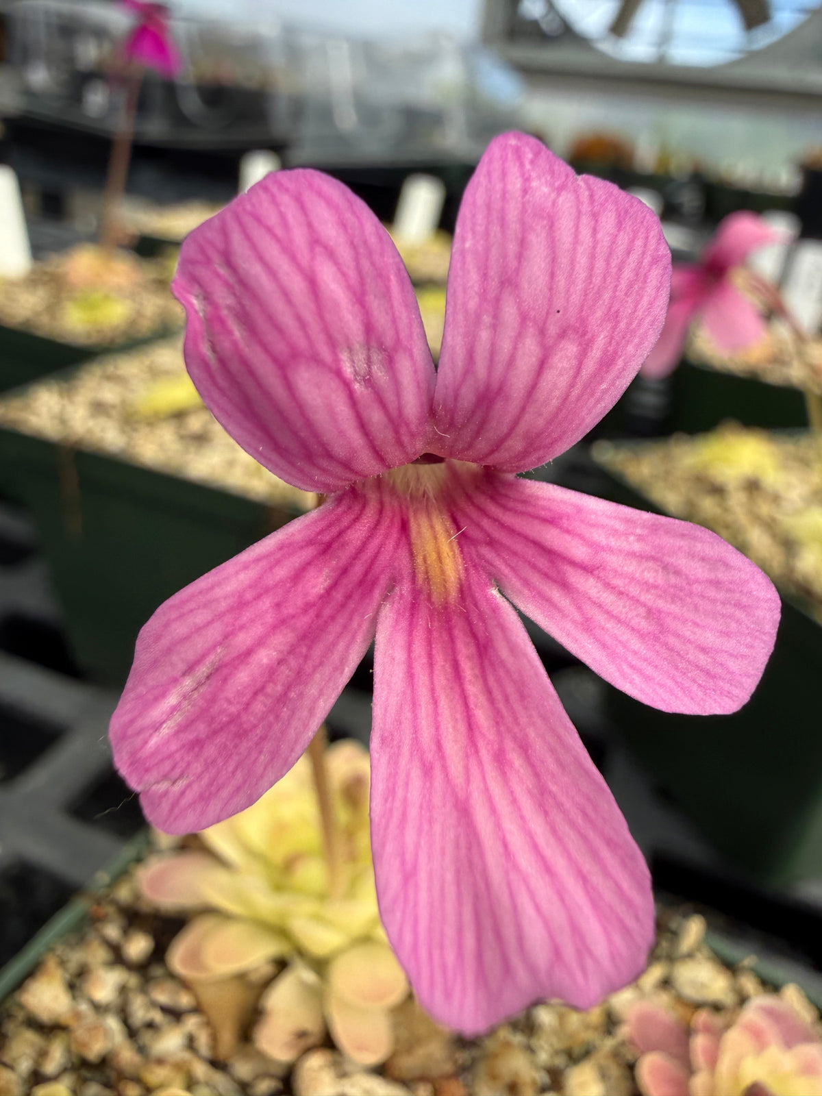 Pinguicula Arsenic and Old Lace Butterwort