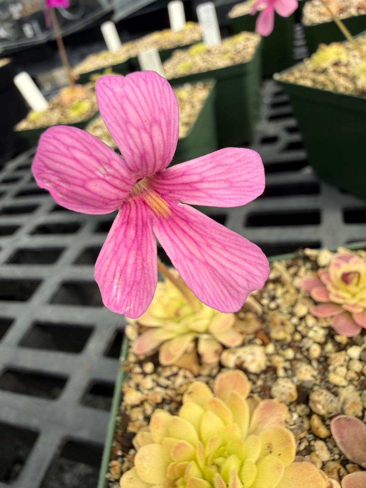 Pinguicula Arsenic and Old Lace Butterwort