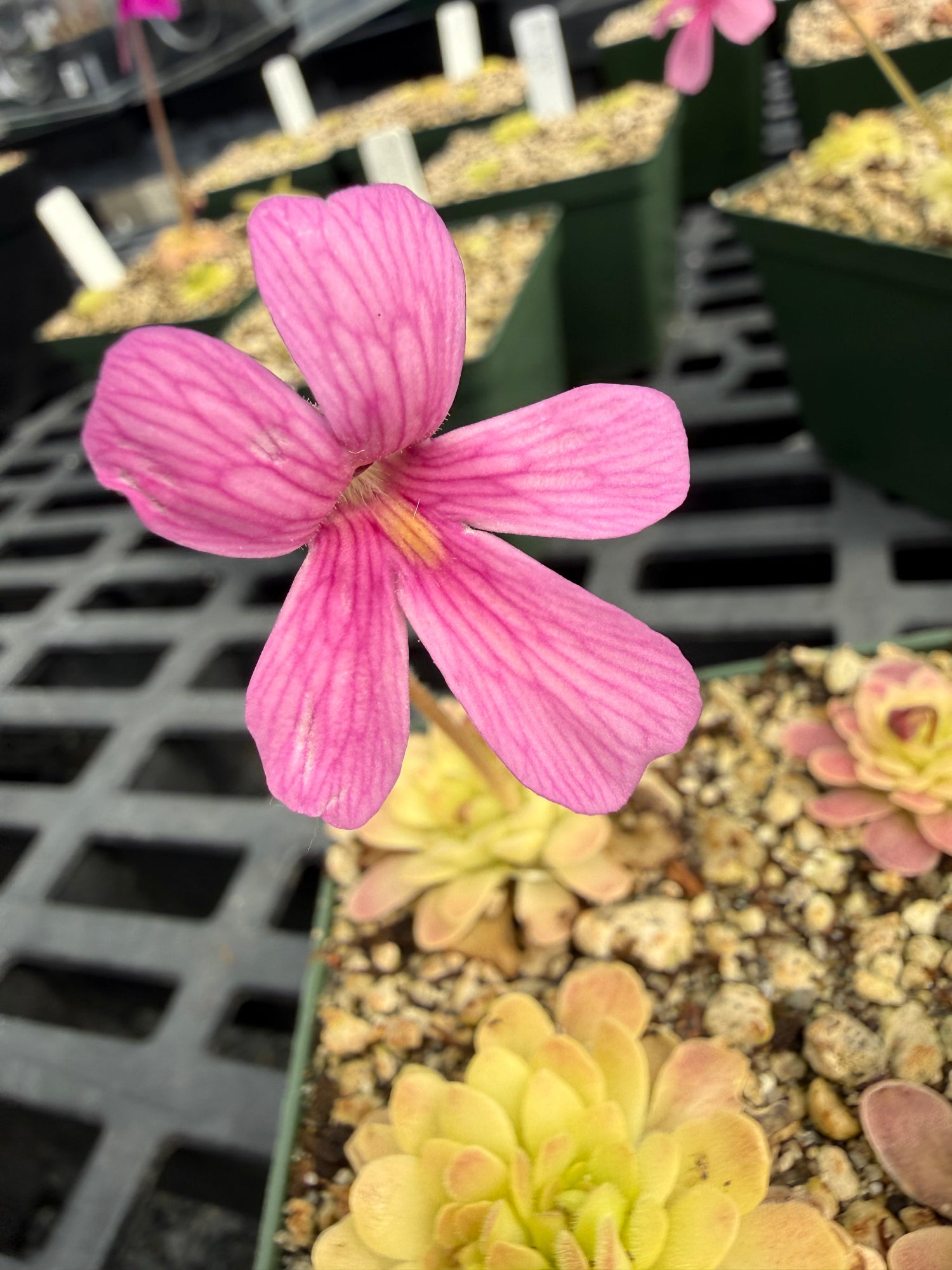 Pinguicula Arsenic and Old Lace Butterwort