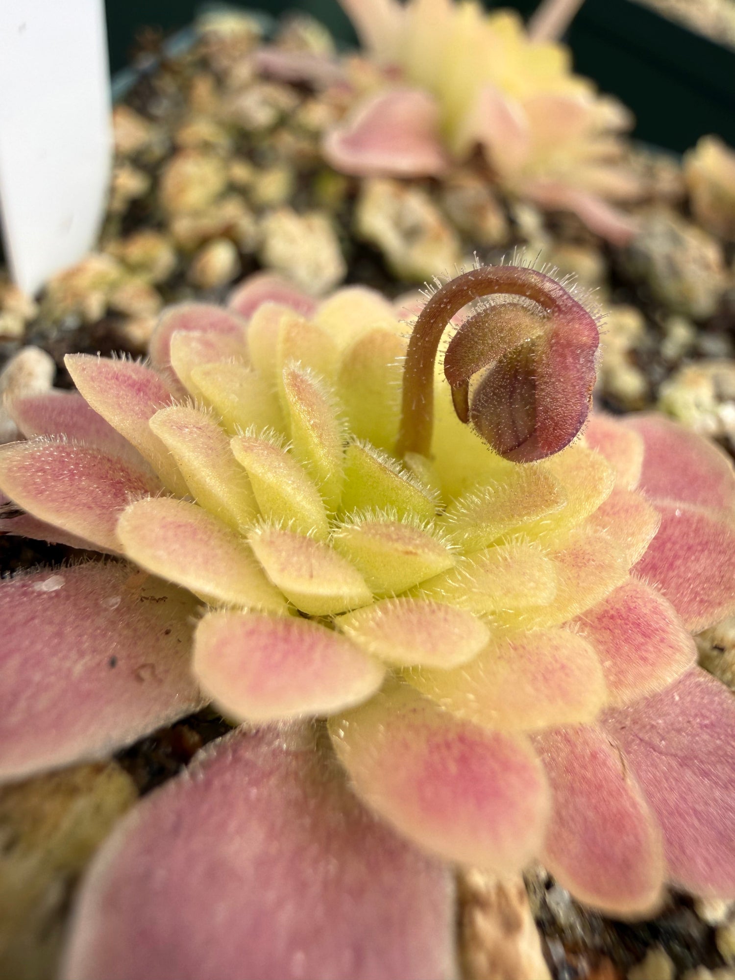 Pinguicula Arsenic and Old Lace Butterwort
