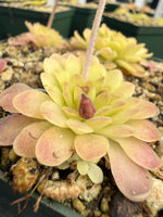 Pinguicula Arsenic and Old Lace Butterwort