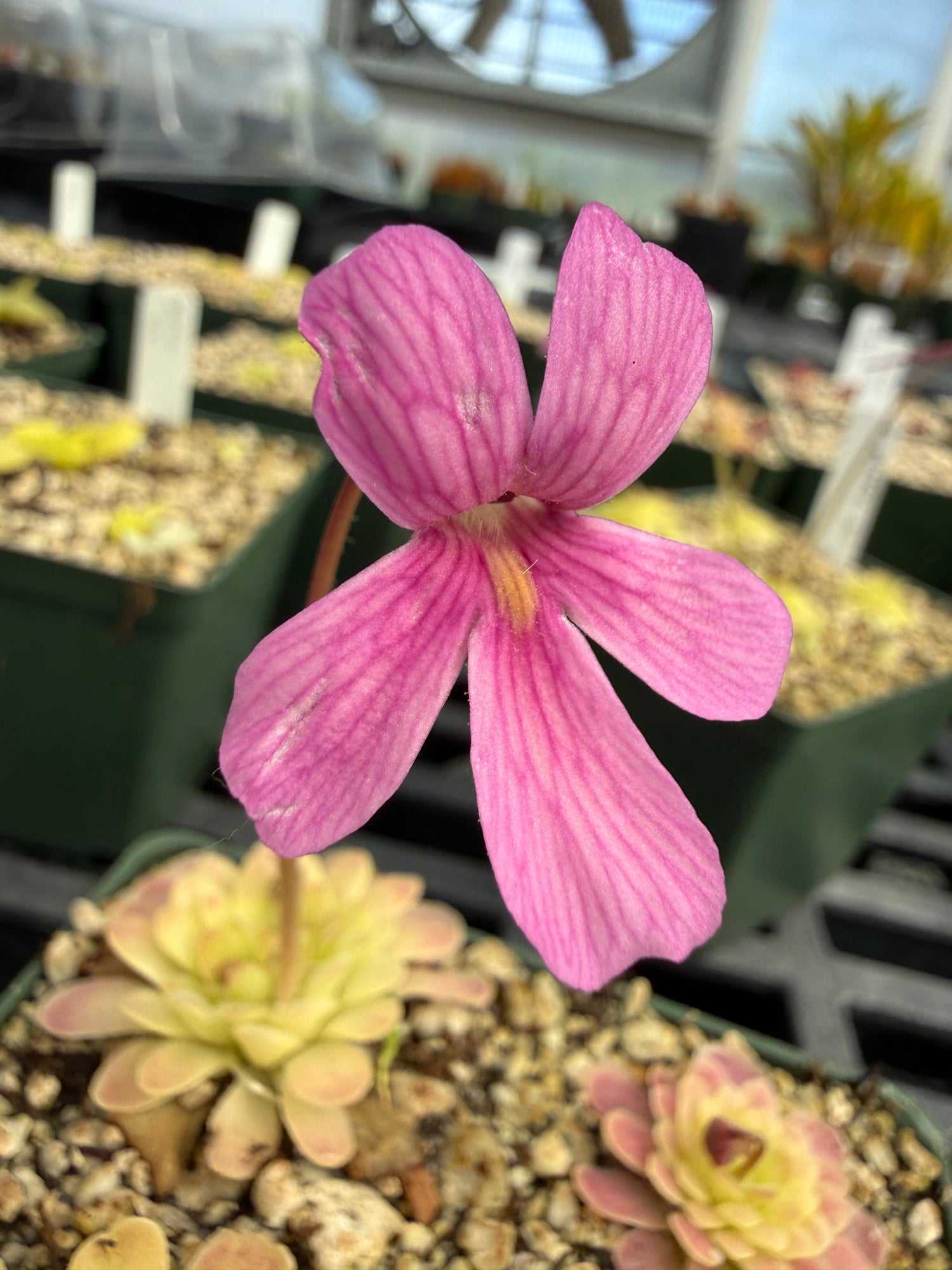 Pinguicula Arsenic and Old Lace Butterwort