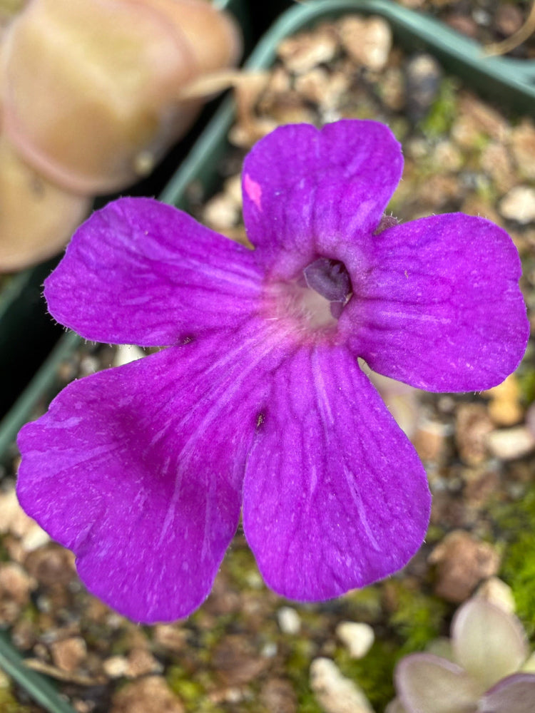 A close-up of a bright purple flower with five petals and a textured center, growing in a pot with soil and other blurred plants.