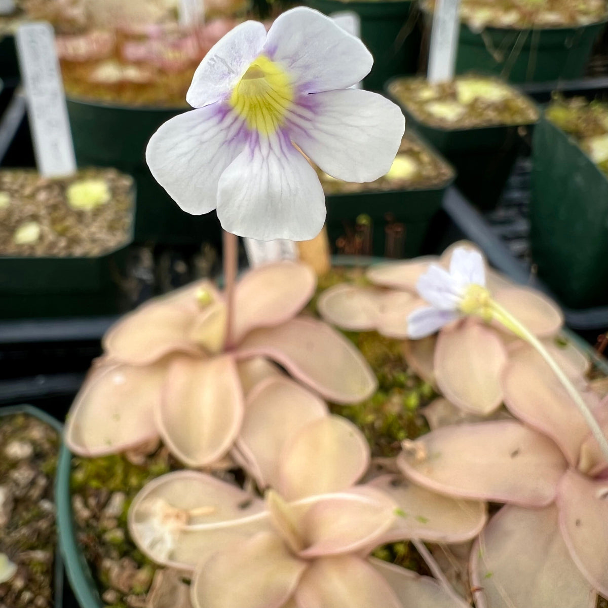 A potted Pinguicula plant with elongated pink leaves and a white flower with purple and yellow throats.