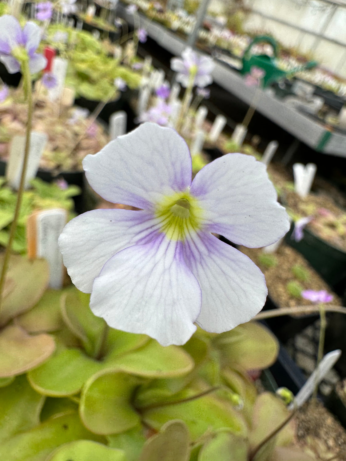 A white pinguicula flower with purple blushing at the the throat with green leaves