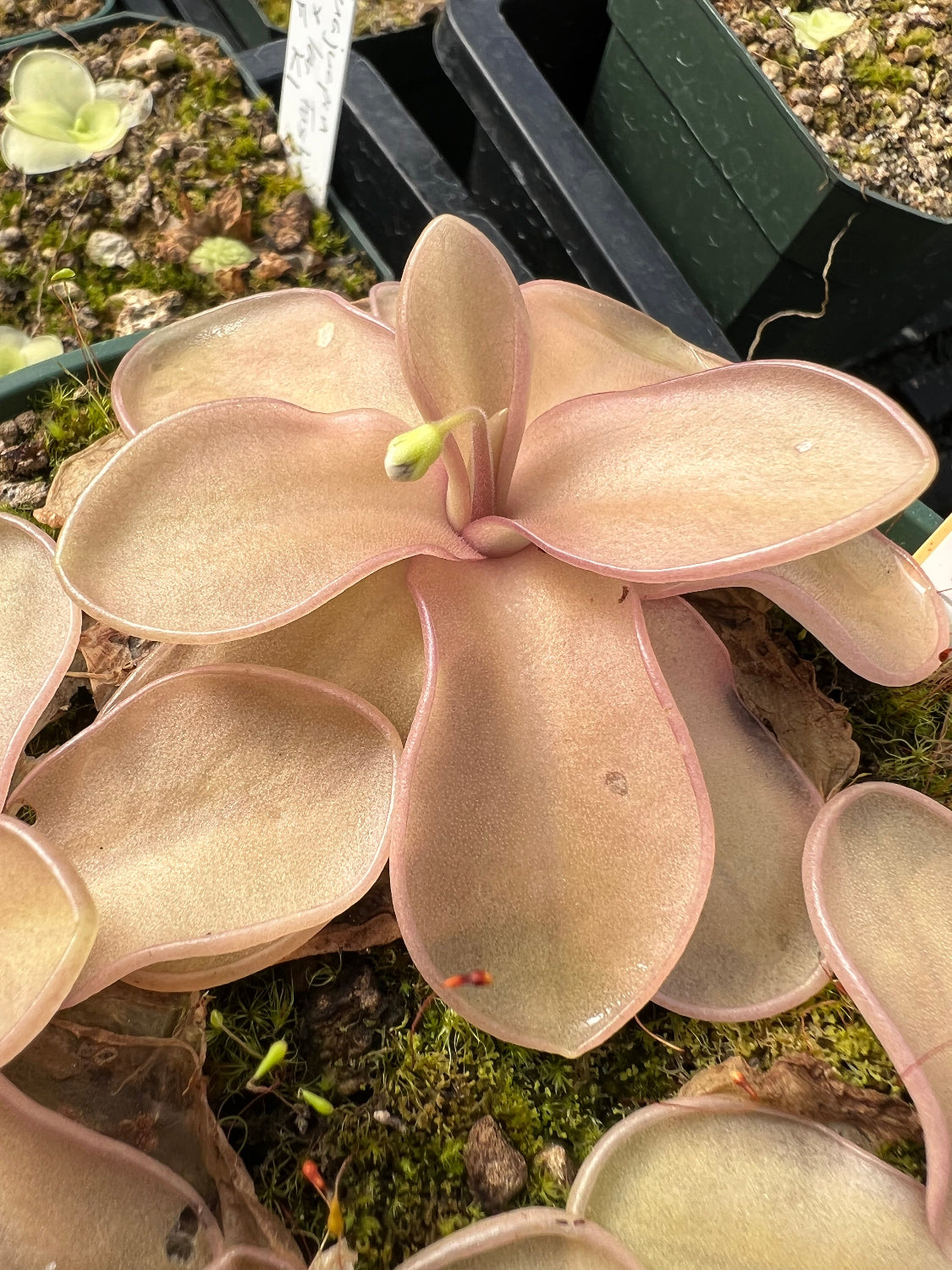 A pink pinguicula rosette with long leaves and a flower bloom