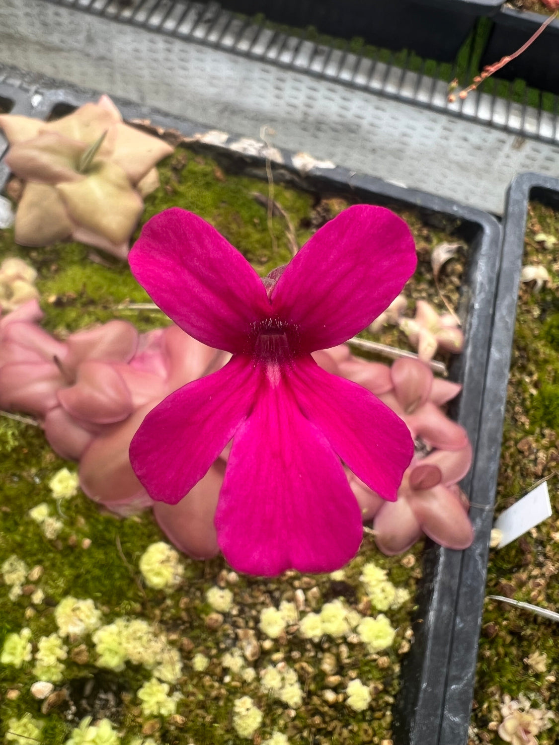 Close-up of a pink flower held by a hand with a blurred background