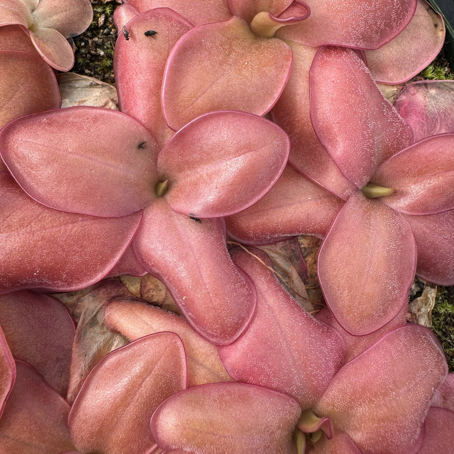 Pinguicula Cherry Bomb BARE ROOT – California Carnivores