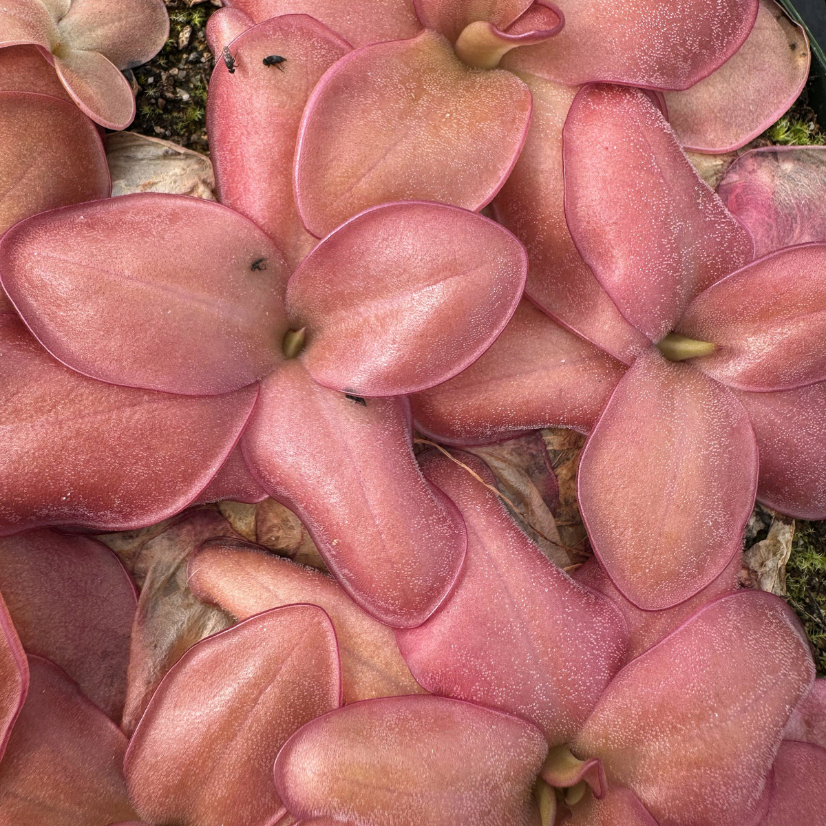 Close-up of pink pinguicula leaves with a blurred background