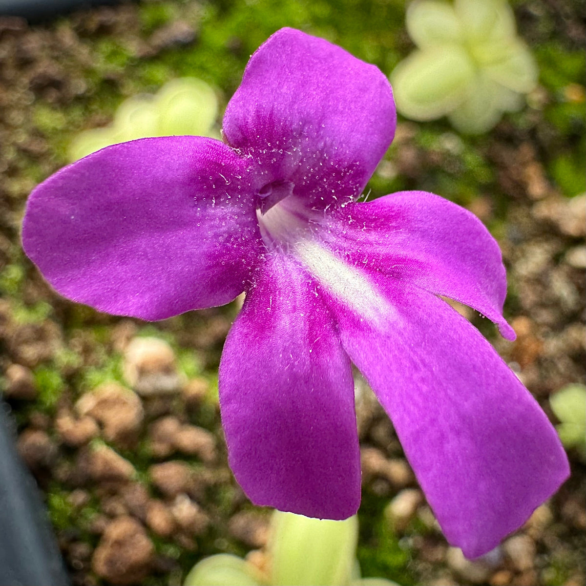 Close-up image of a purple flower with oversized petals showing a prominent white stripe on the throat and speckling of fine hairs.
