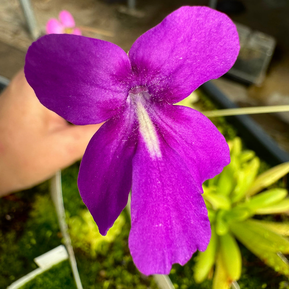 Close-up image of a purple flower with oversized petals showing a prominent white stripe on the throat and speckling of fine hairs.