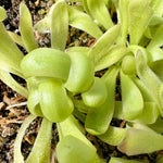 Pinguicula Curly Whirly Butterwort