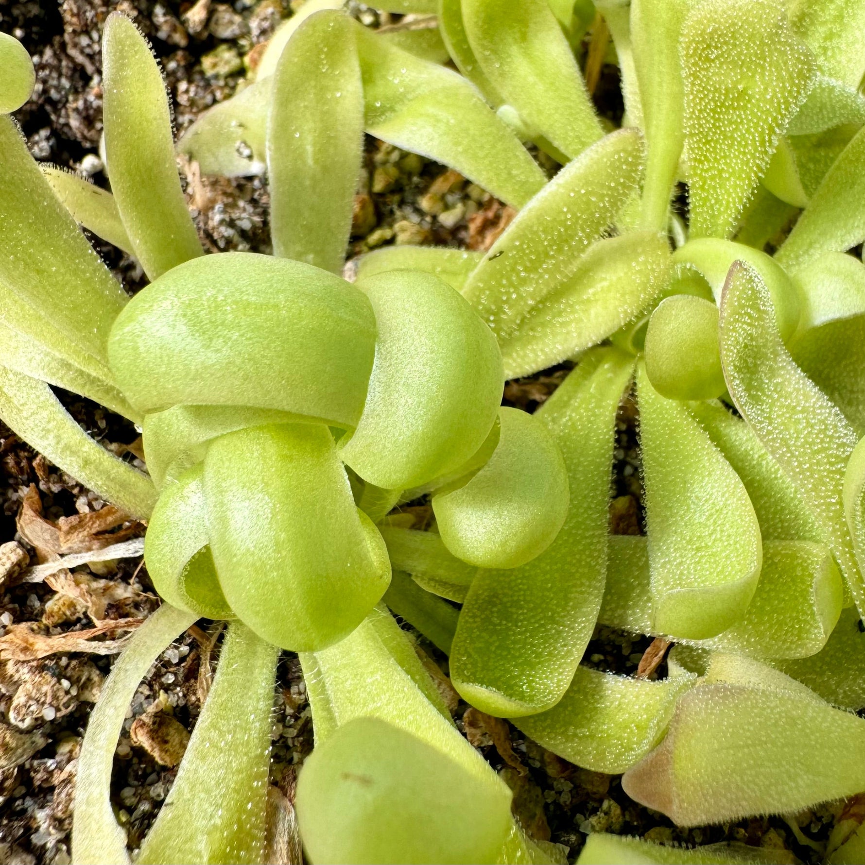 Pinguicula Curly Whirly Butterwort