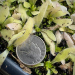 Pinguicula Curly Whirly Butterwort