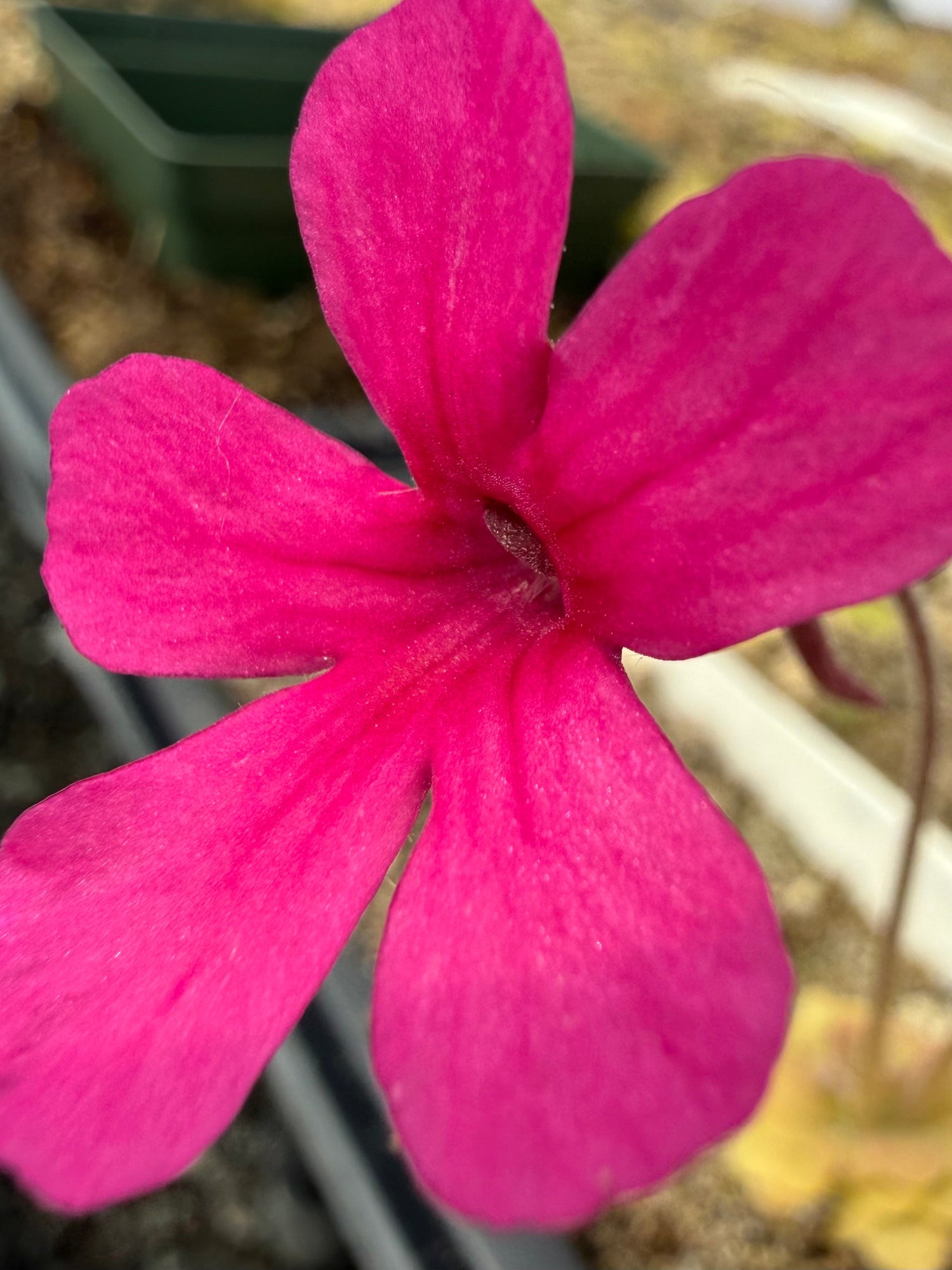 Pinguicula Dragonfruit Punch Butterwort