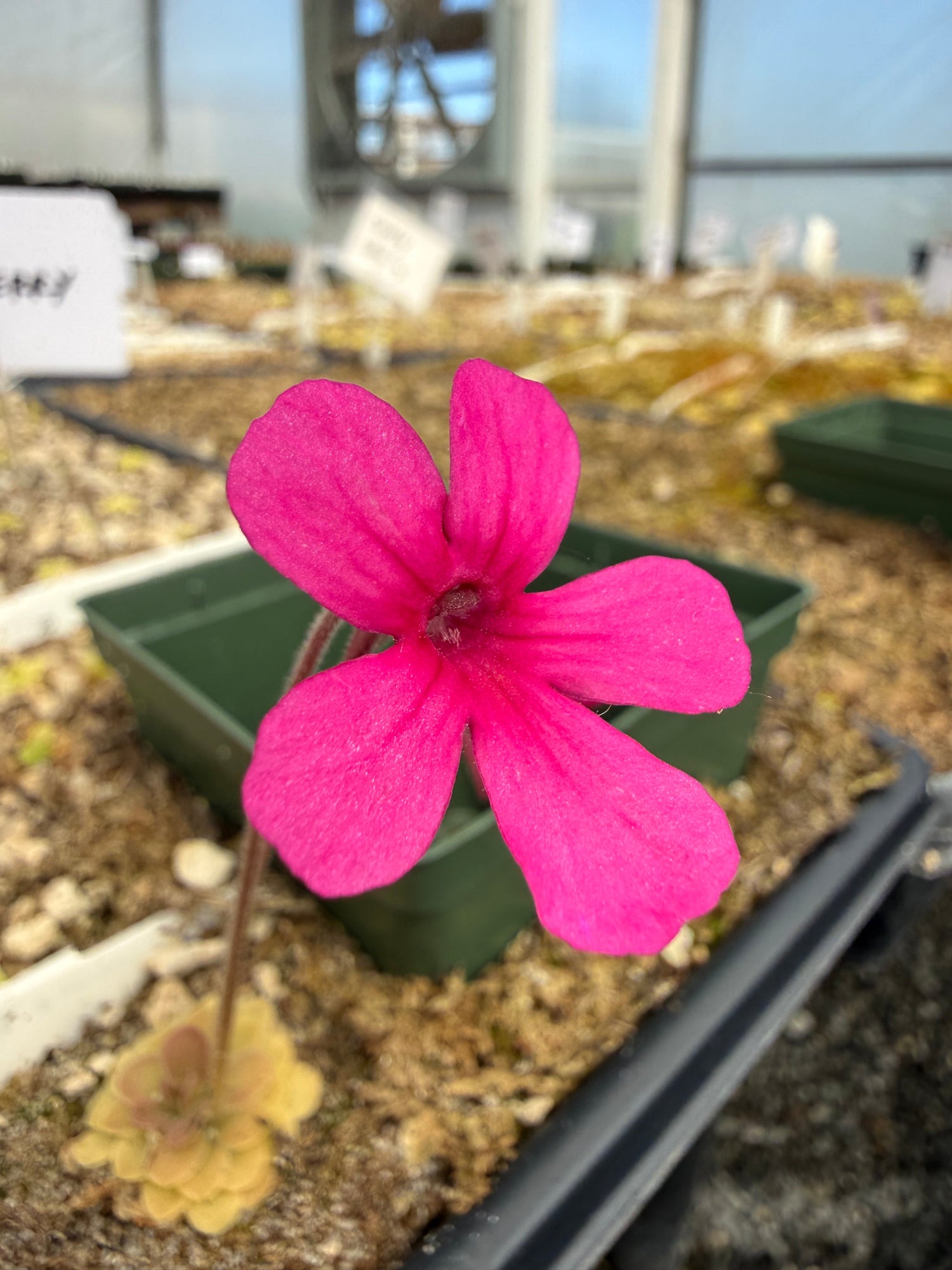 Pinguicula Dragonfruit Punch Butterwort