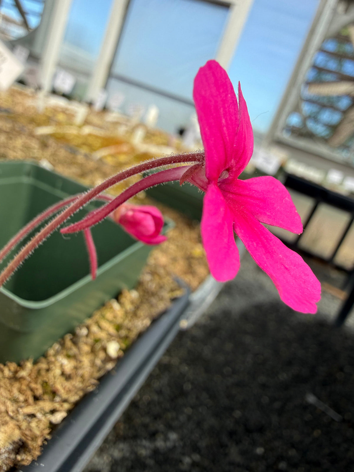 Pinguicula Dragonfruit Punch Butterwort