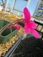 Pinguicula Dragonfruit Punch Butterwort