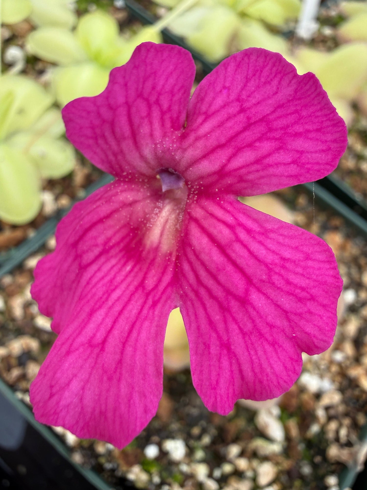 Pinguicula Hotsy Totsy Butterwort