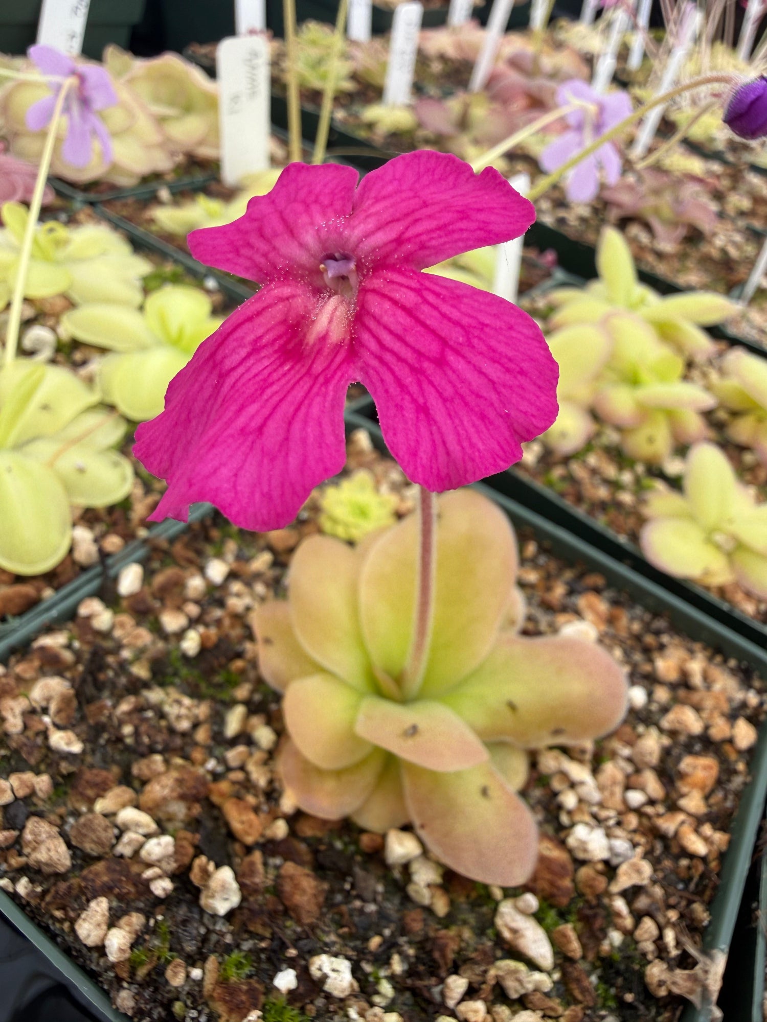 Pinguicula Hotsy Totsy Butterwort