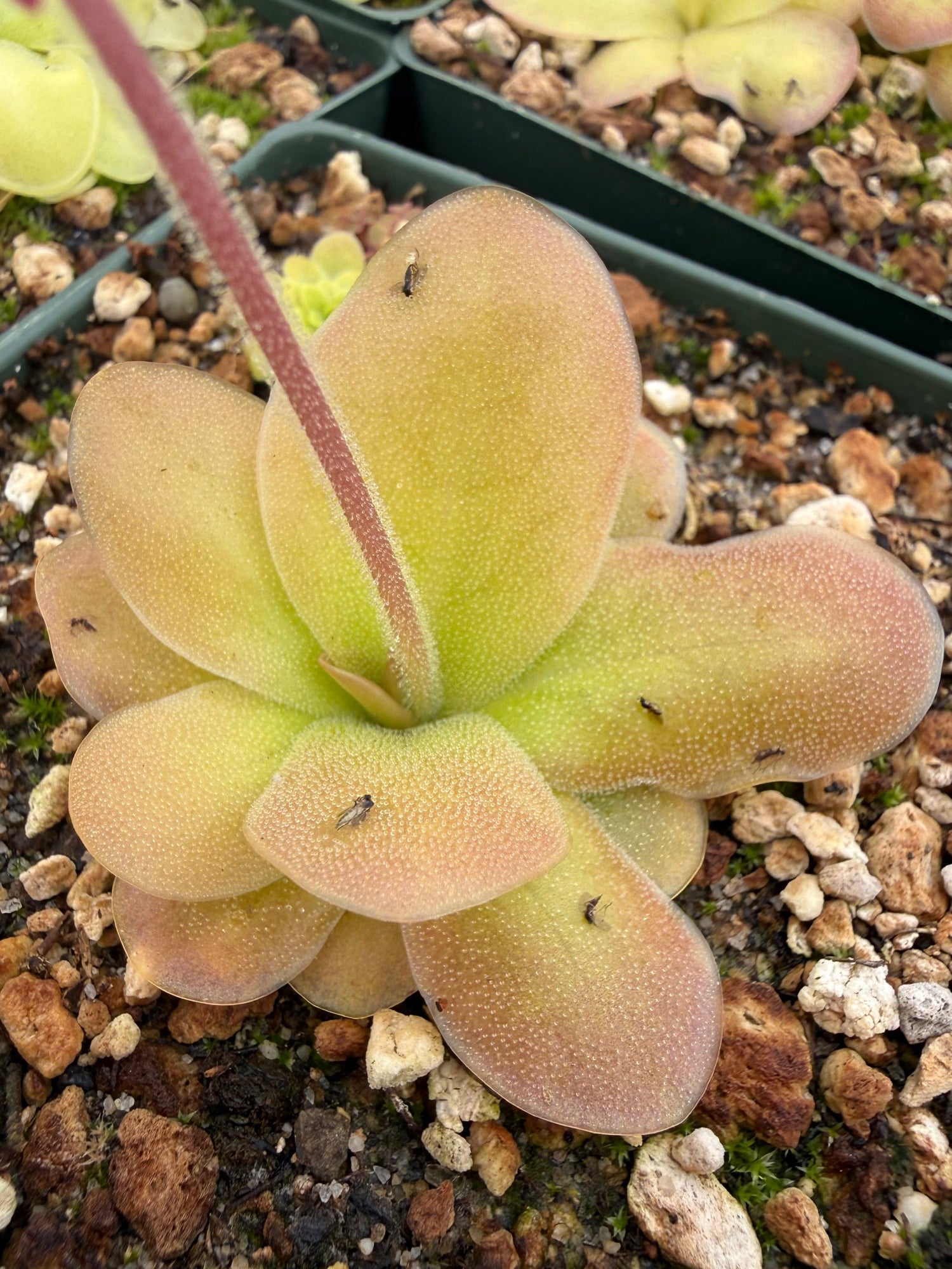 Pinguicula Hotsy Totsy Butterwort