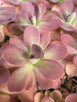 Pinguicula Johanna Butterwort
