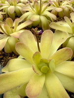 Pinguicula Johanna Butterwort