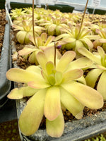 Pinguicula Johanna Butterwort