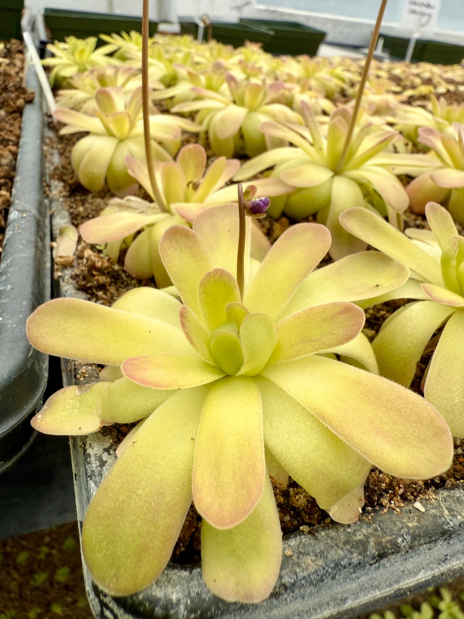 Pinguicula Johanna Butterwort