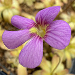 Pinguicula Johanna Butterwort