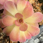 Pinguicula Johanna Butterwort