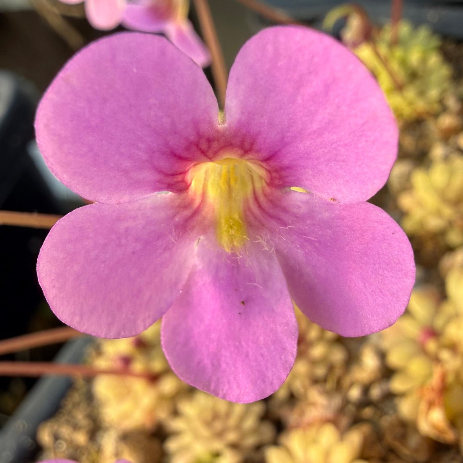 Pinguicula Kaiberdo Butterwort