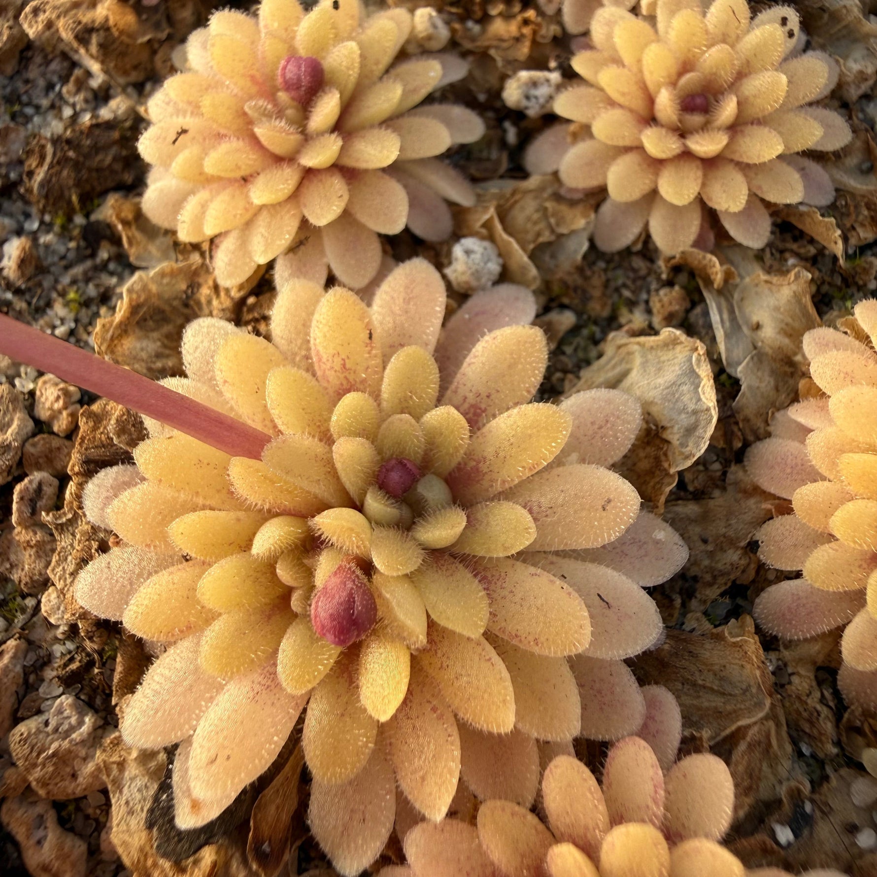 Pinguicula Kaiberdo Butterwort