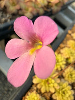 Pinguicula Kaiberdont Butterwort