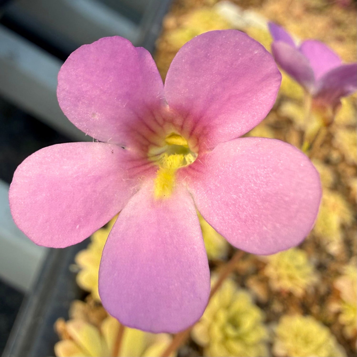 Pinguicula Kaiberdont Butterwort