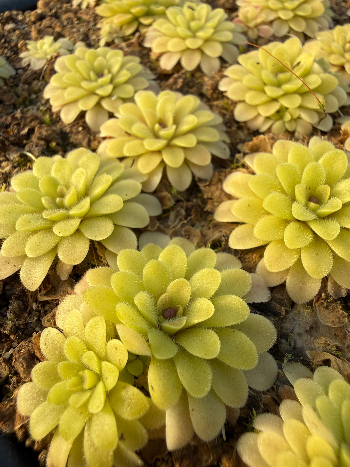 Pinguicula Kaiberdont Butterwort