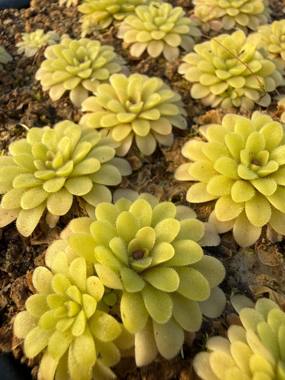 Close-up of multiple pale yellow-green rosette succulents growing together in a dense cluster.