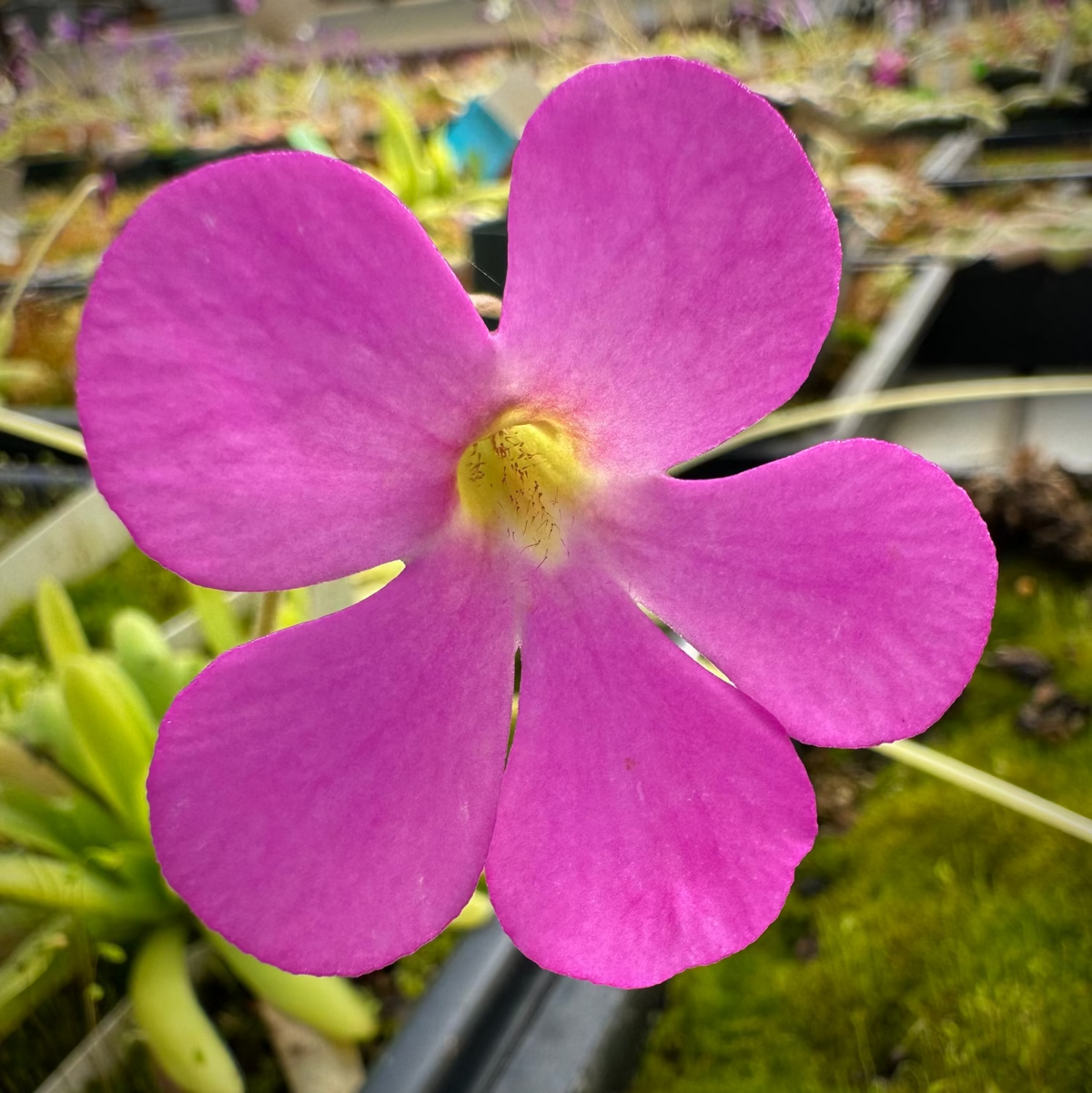Close-up image of a Pinguicula x 'Ladyfingers' plant with a bright pink flower and a yellow throat, surrounded by long, upright leaves.