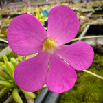 Close-up image of a Pinguicula x 'Ladyfingers' plant with a bright pink flower and a yellow throat, surrounded by long, upright leaves.