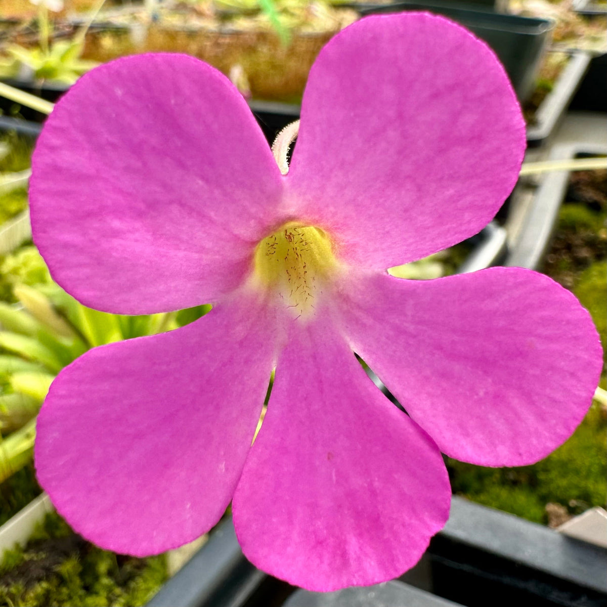 Close up of pink flower with rounded petals and a yellow throat