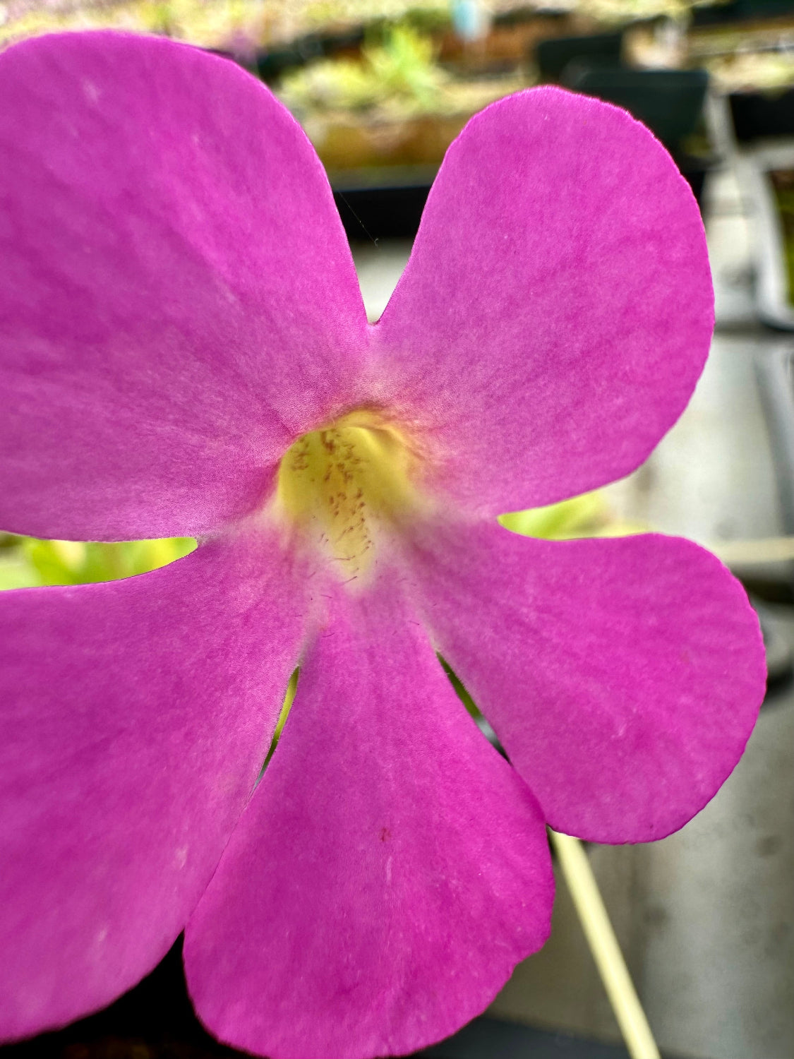 Very close detailed photo of pink flower with yellow throat speckled with reddish dots