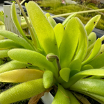 Close up of green lance shaped leaves and a flower bud