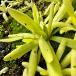 Close up of green long leaved pinguicula