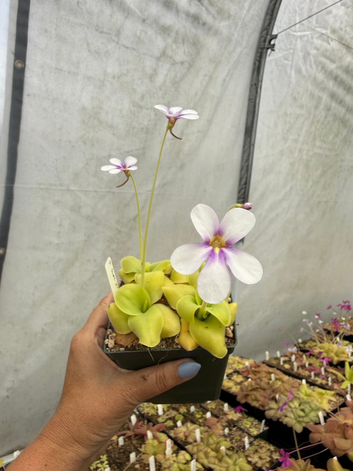 Hand holding a pot of green succulent rosettes with white and purple flowers in a greenhouse