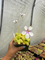Pinguicula Large Marge
