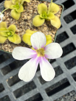 Pinguicula Large Marge Butterwort