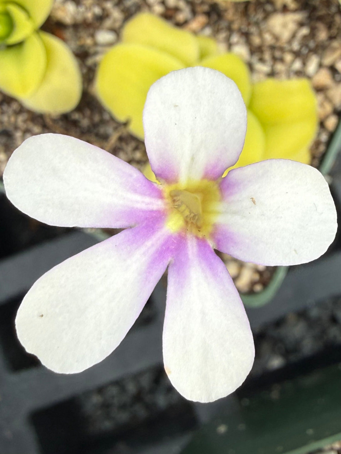 Close-up of a white and purple flower with a blurred background