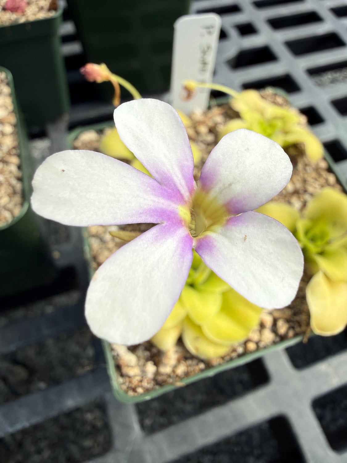 Close-up of a white and purple flower with a blurred background